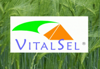 VITALSEL