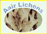 AAIR LICHENS