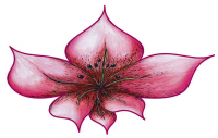 AMARYLLIS