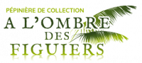 A L'OMBRE DES FIGUIERS