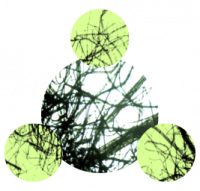 CELODEV