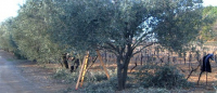 MAS MARJAC