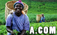 A.COM