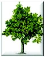 ABB NETTOYAGE ECOLOGIE