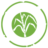 DIRUM