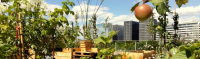 VERGERS URBAINS