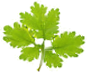 SCIERIE DE MORTREE