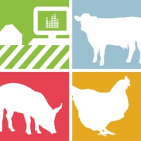 CONSULTING ANIMAL FEED