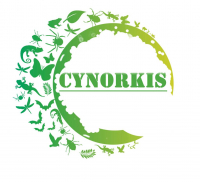 CYNORKIS
